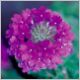 Verbena 'Homestead Purple'